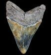 Serrated, Fossil Megalodon Tooth - Georgia #77667-2